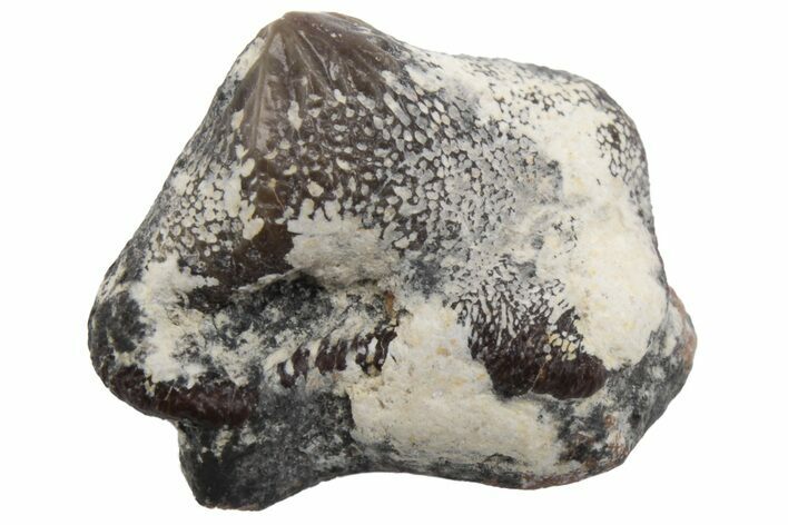 Fossil Crusher Shark (Ptychodus) Tooth - Kansas #218599